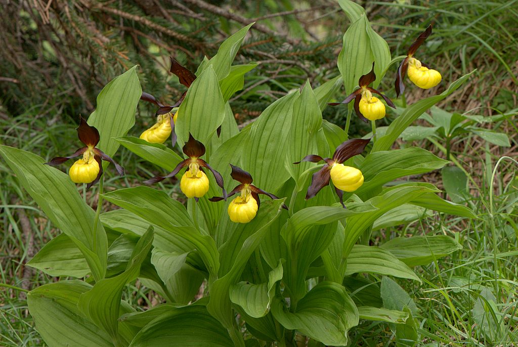 Finalmente Cypripedium calceolus